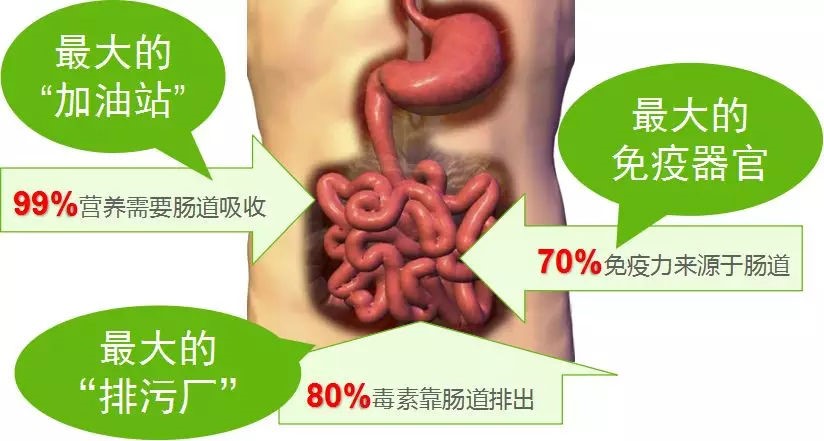 益生菌:人体肠道的"守护者"