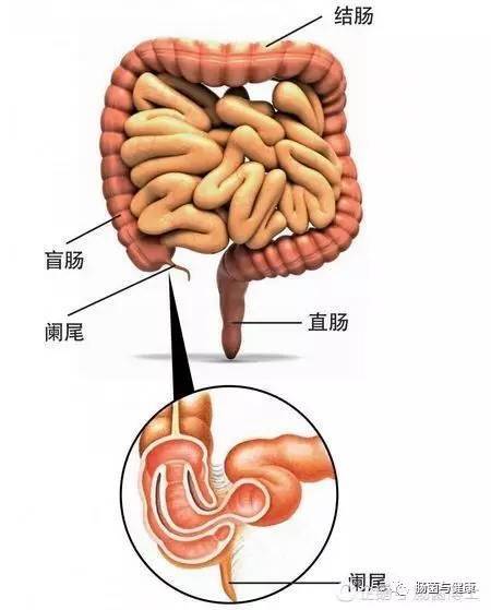 肠道上的"小尾巴"竟然如此重要