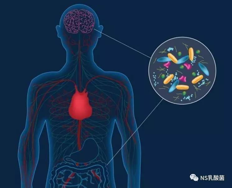 帕金森氏症元凶不在脑部 而是肠胃惹的祸